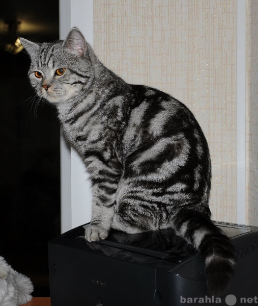 Продам: Британский кот, вязка