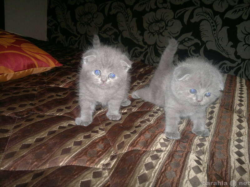 Продам: Шотланские котята