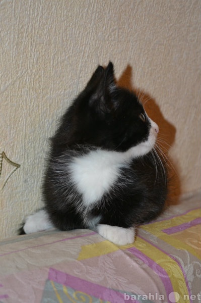 Продам: черные котята от сиамской кошки 1000р