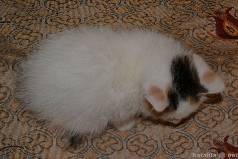Продам: уникальная кошка от сиамской мамы