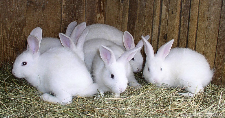 Продам: Кролики