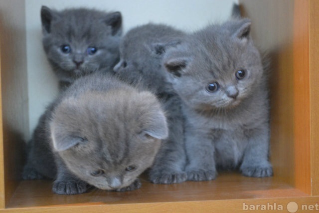 Продам: Голубые британские короткошерстные котят