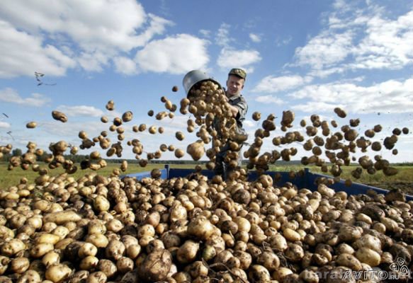 Продам: Белорусский картофель оптом