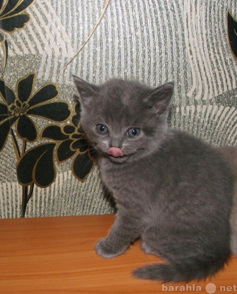 Продам: Британские Клубные котята