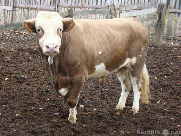 Продам: Мясо молодых алтайских бычков!