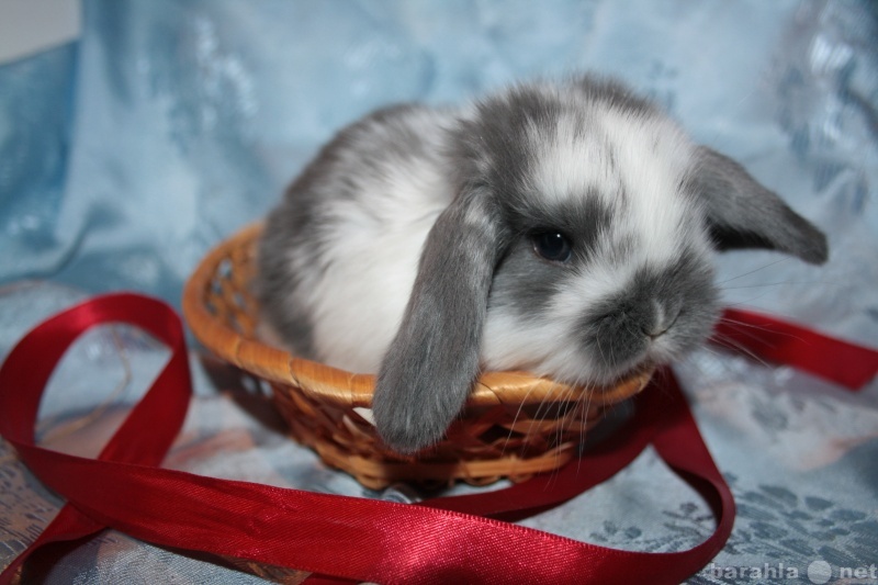 Продам: Продаются карликовые вислоухие кролики (