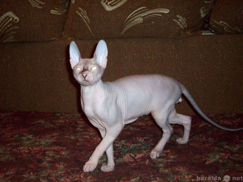 Продам: Донской Сфинкс -  голубоглазый котик