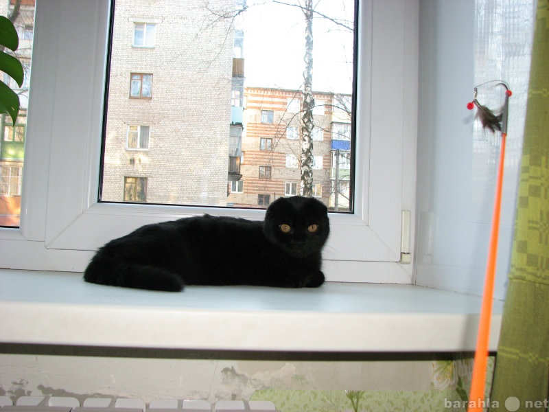 Продам: Черный шотландский вислоухий котик