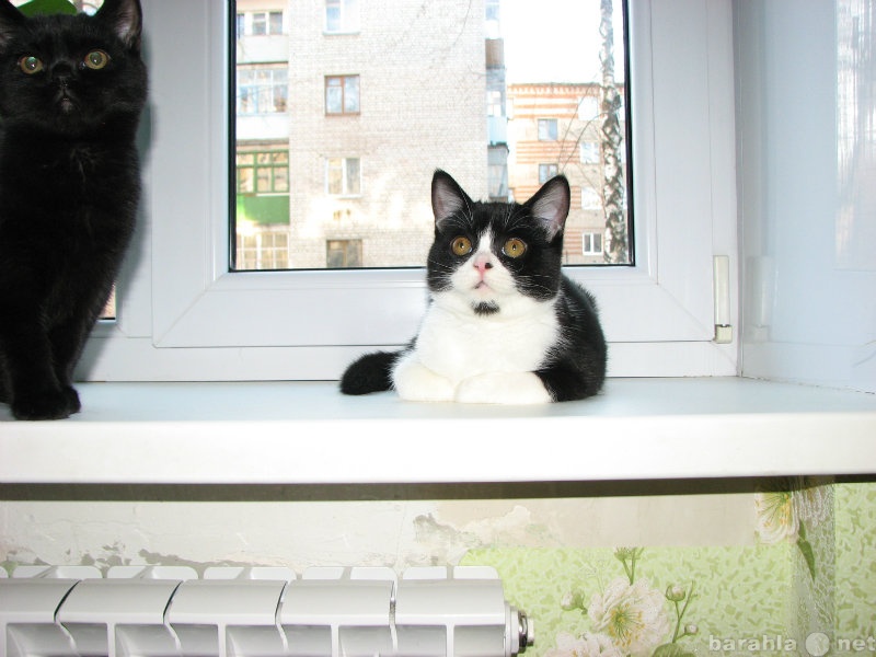 Продам: Шотландский котик черный с белым