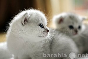 Продам: Британские котята эксклюзивного окраса
