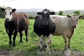 Куплю: Бычки и коровы на мясо в Марий Эл
