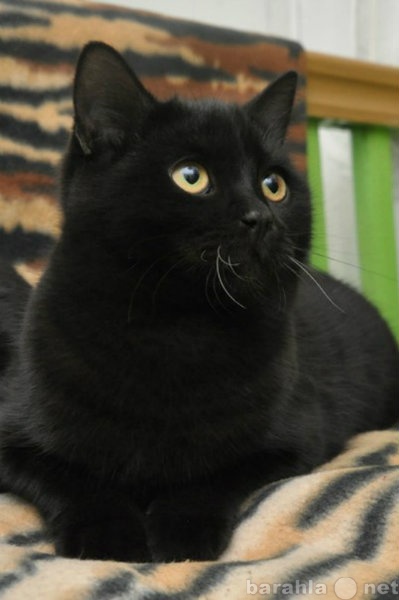 Отдам даром: Два шикарных черных котенка даром