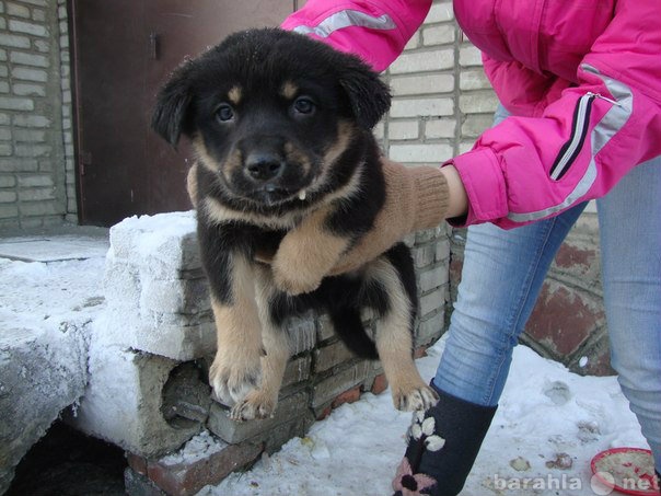 Отдам даром: Щенки ищут дом!!!