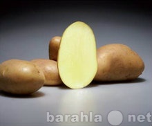 Продам: семенной картофель из Германии