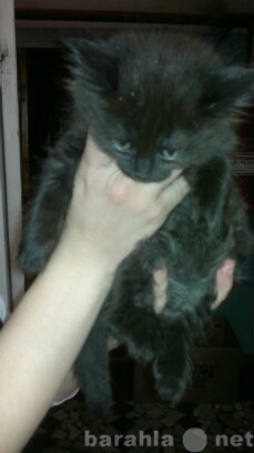 Отдам даром: Черный котенок девочка в добрые руки!
