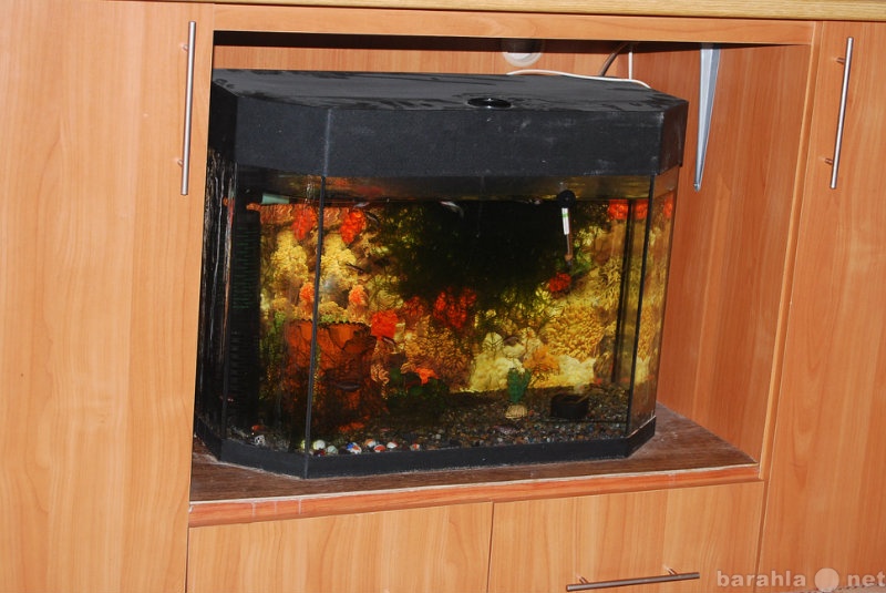 Продам: Панорамный аквариум 75л