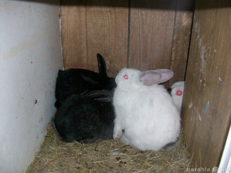 Продам: Продам кроликов шесть месяцев