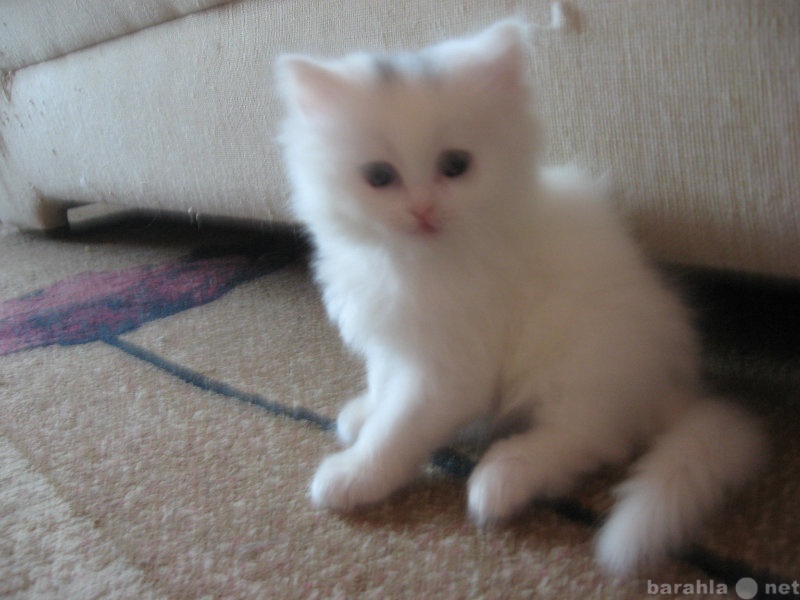 Продам: персидского котенка