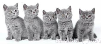 Продам: Британских Плюшевых котят