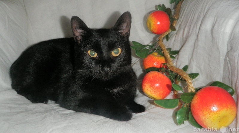 Продам: Черная кошка в дар