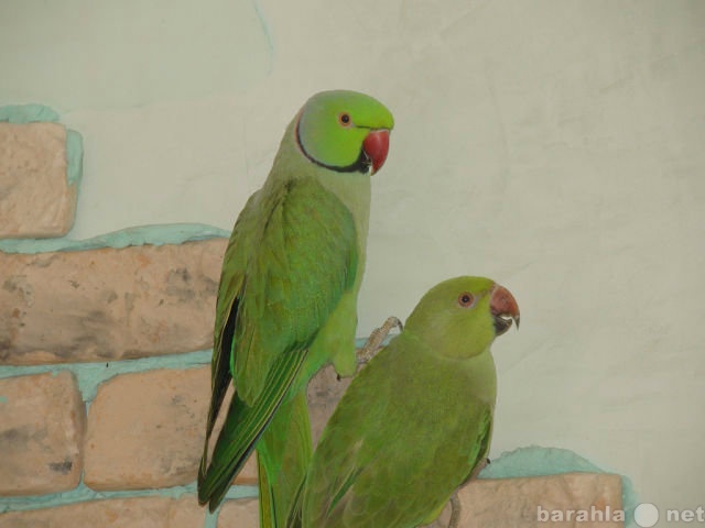 Продам: Ожереловых попугаев (пару) , с клеткой