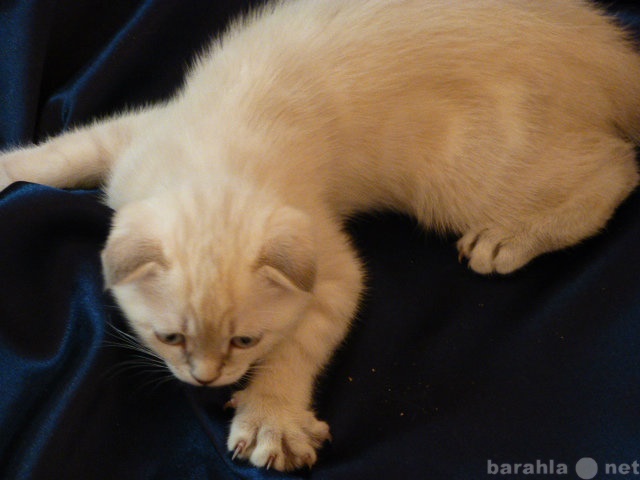 Продам: Вислоухий котенок снежного мраморного ок