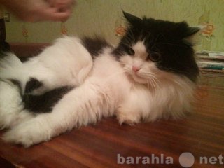 Отдам даром: Шикарный огромный кот в добрые руки!!!