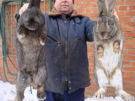 Продам: кролики мясной породы на племя
