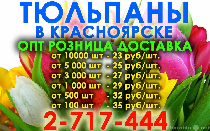 Продам: Тюльпаны оптом к 8 марта 2013 Красноярск