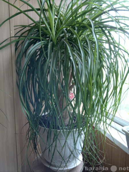 Продам: Комнатное растение Бакарнея