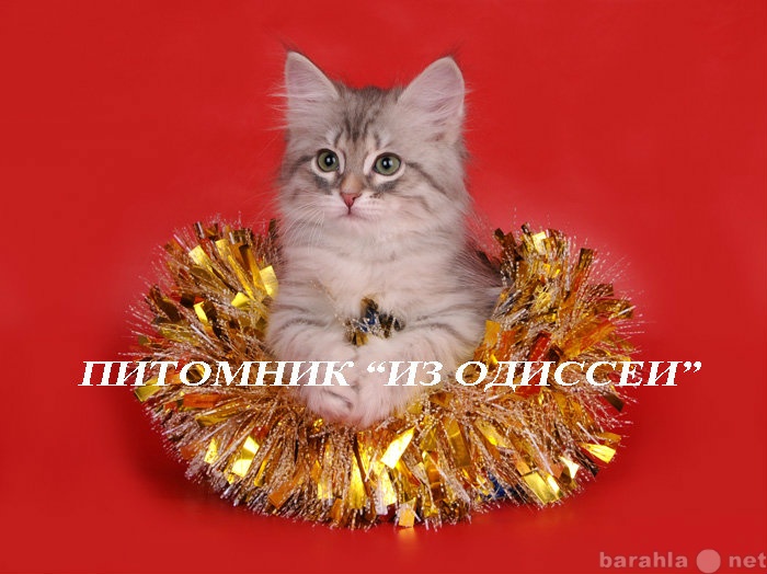 Продам: Сибирских СЕРЕБРИСТЫХ котята