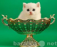 Продам: Британские котята -окрас шиншила
