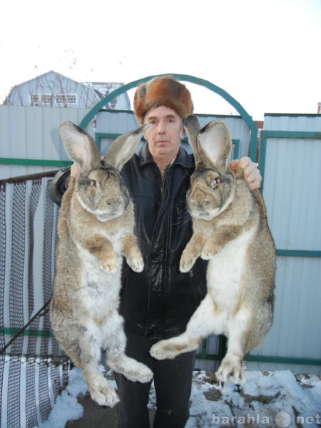 Продам: Кролики великаны фландр продажа