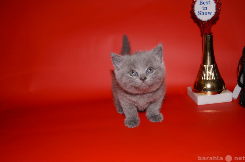 Продам: Британских плюшевых котят
