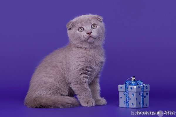Продам: Шотладский вислоухий клубный котенок.