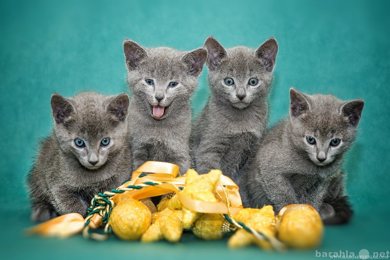 Продам: Русские голубые котята
