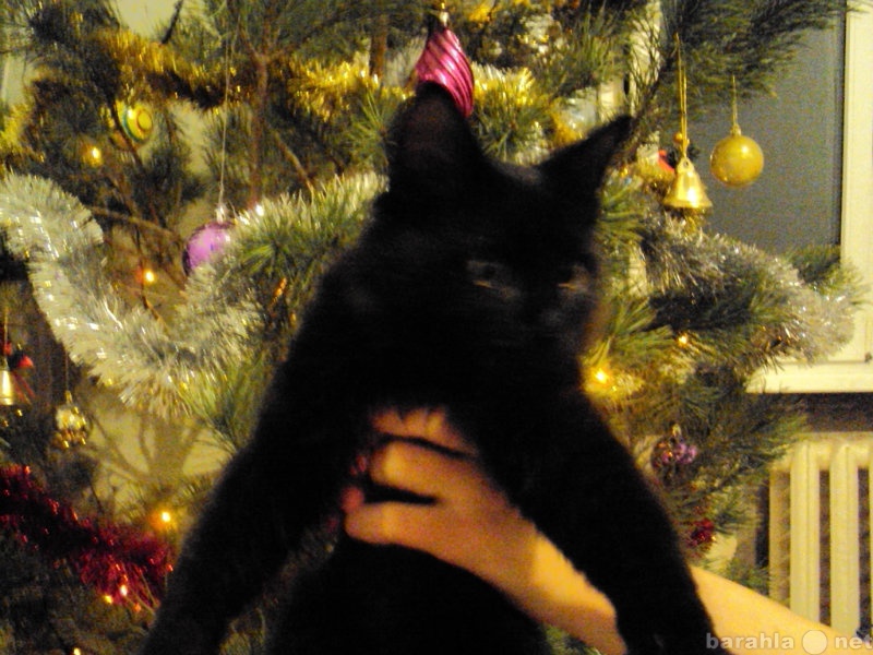 Отдам даром: котенок черный пушистый мальчик