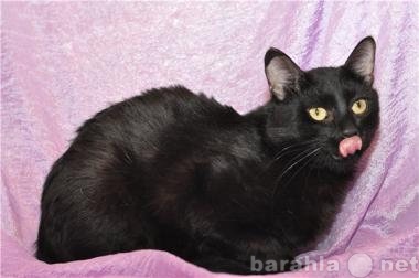 Отдам даром: Черный  котик  в дар
