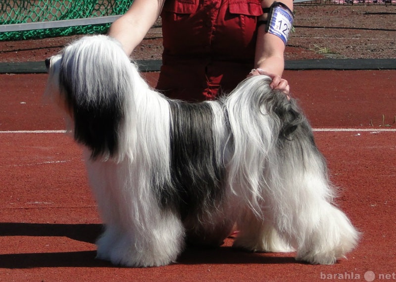 Продам: Тибетский терьер очаровательный щенок