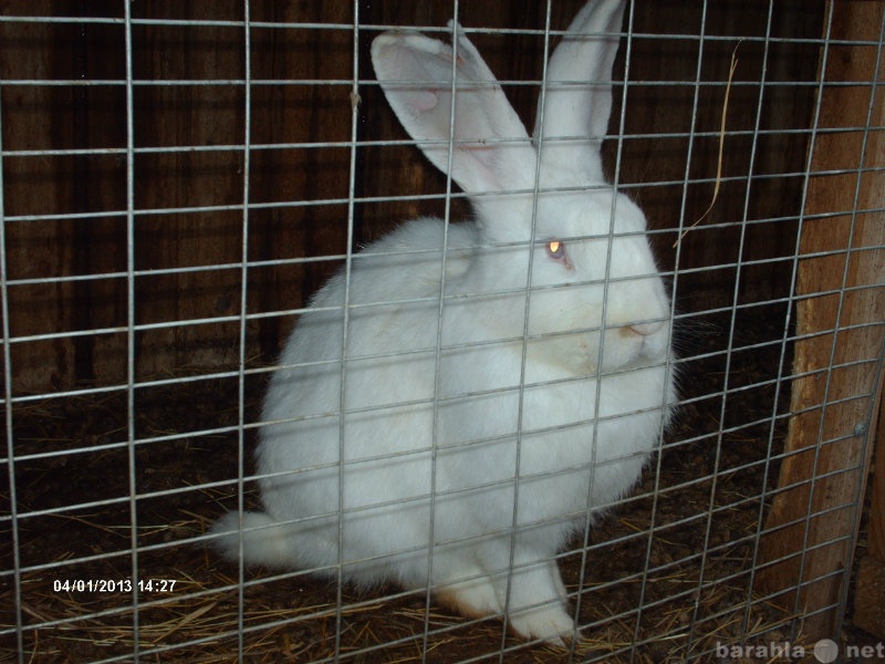 Продам: Кроликов