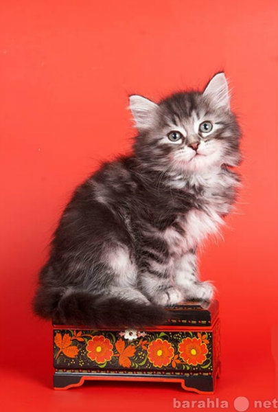 Продам: Сибирские СЕРЕБРИСТЫЕ котята