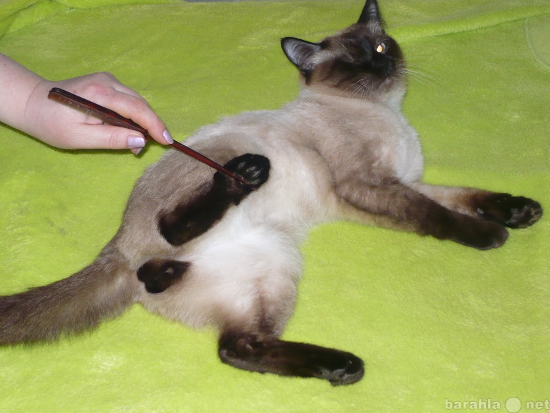 Продам: Тайский кот на вязку