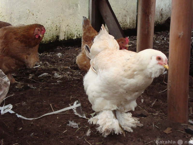 Продам: Яйца домашних кур и перепелов
