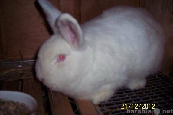 Продам: Кроликов породы Новозеландский белый