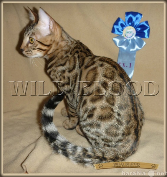 Продам: бенгальского котенка из питомника.
