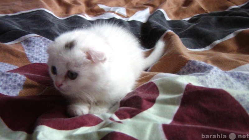 Продам: Котик британской породы, вислоухий, 1,5м