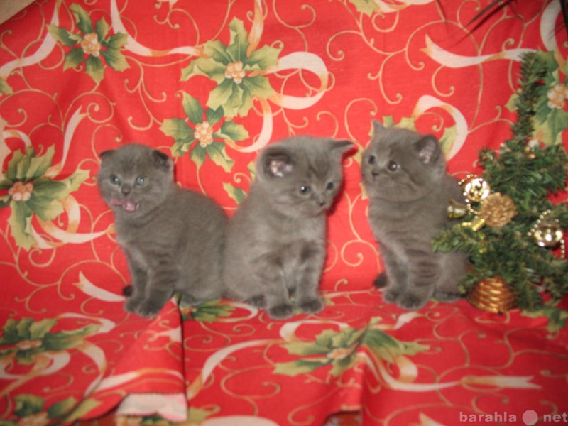 Продам: Шотландские плюшевые голубые котята