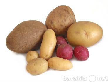 Продам: семенной картофель