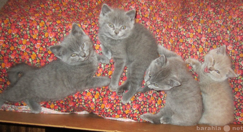 Продам: Британские котята от клубных производите