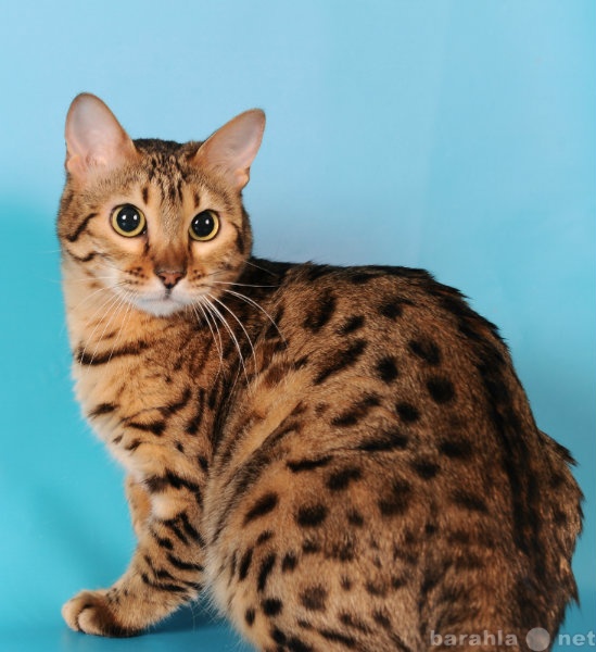 Продам: Продаю Бенгальских леопардовых котят